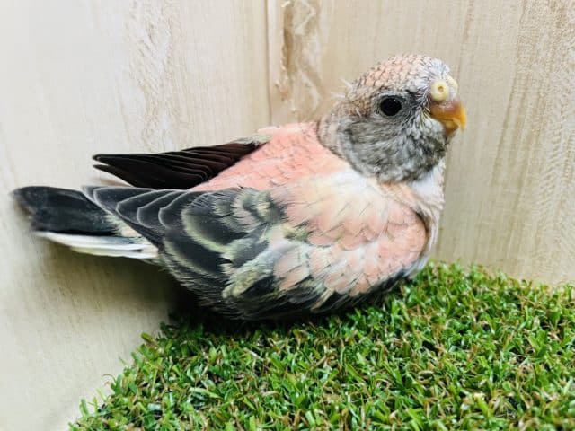 最新画像になりますよ〜⭐️ひょっこり!ひきよせるよみんな〜 ローズ秋草インコ アキクサインコ(秋草インコ)