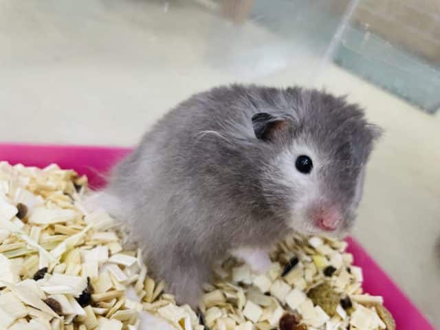 長毛カラーハムスター