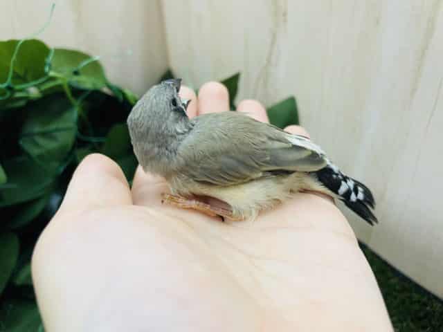 錦花鳥（キンカチョウ）