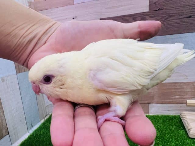 サザナミインコ