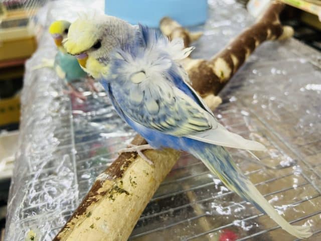 セキセイインコ