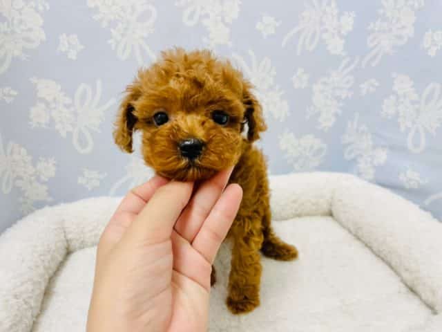 トイプードル