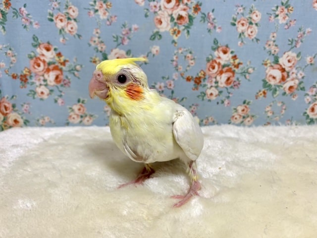 オカメインコ