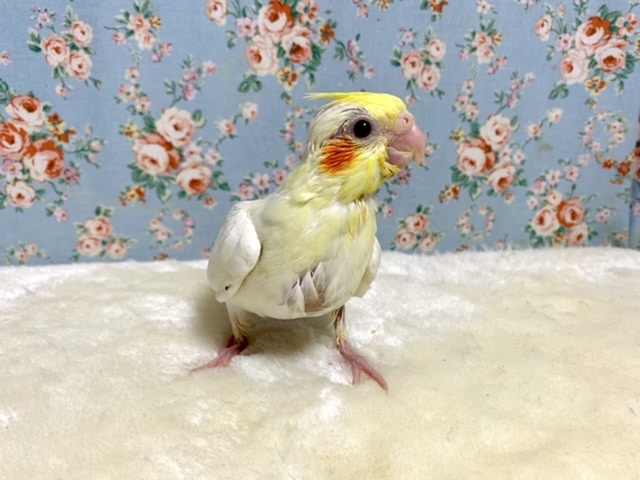 オカメインコ