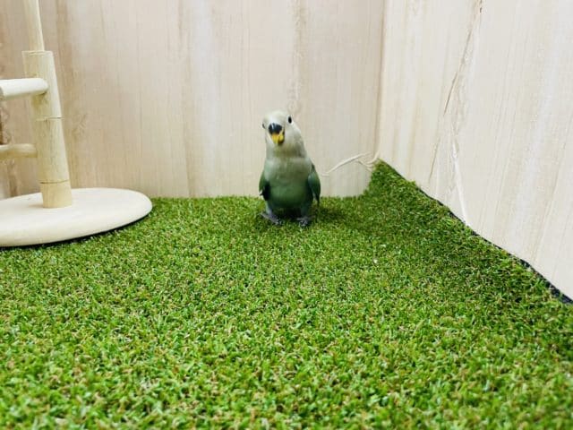 コザクラインコ（小桜インコ）