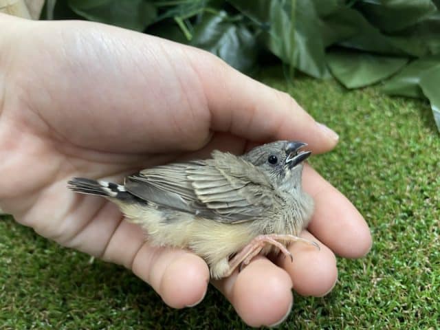 錦花鳥（キンカチョウ）
