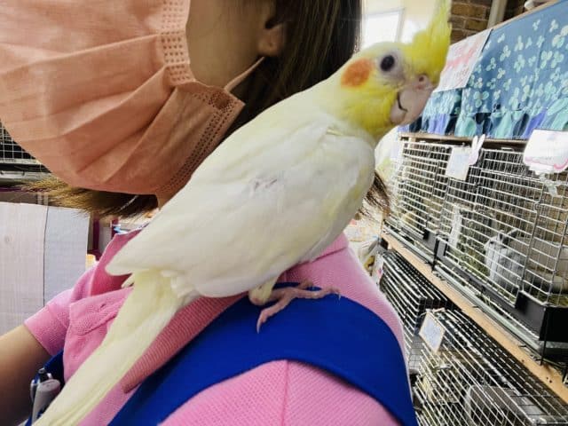 オカメインコ