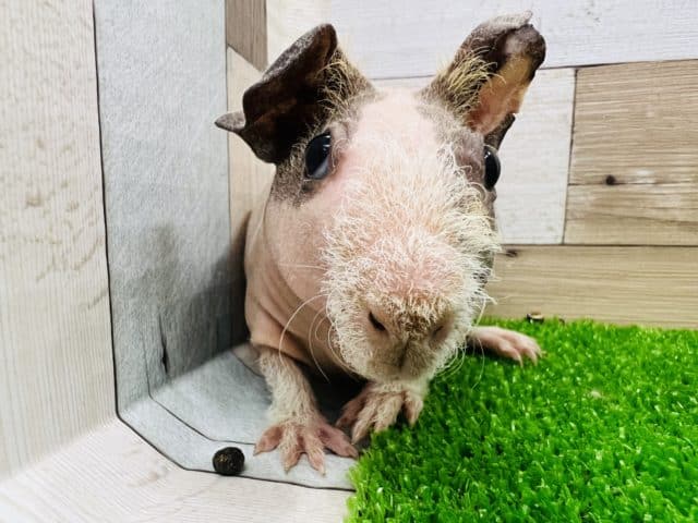 スキニーギニアピッグ