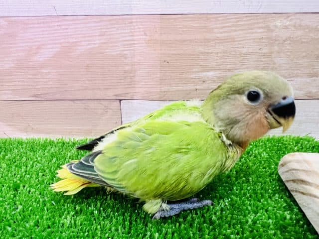 コザクラインコ（小桜インコ）