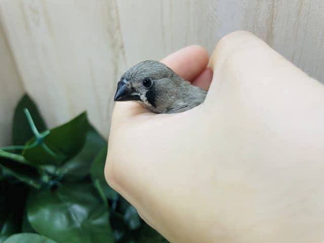 錦花鳥（キンカチョウ）