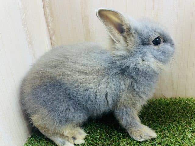 ライオンラビット