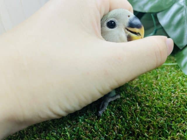 コザクラインコ（小桜インコ）