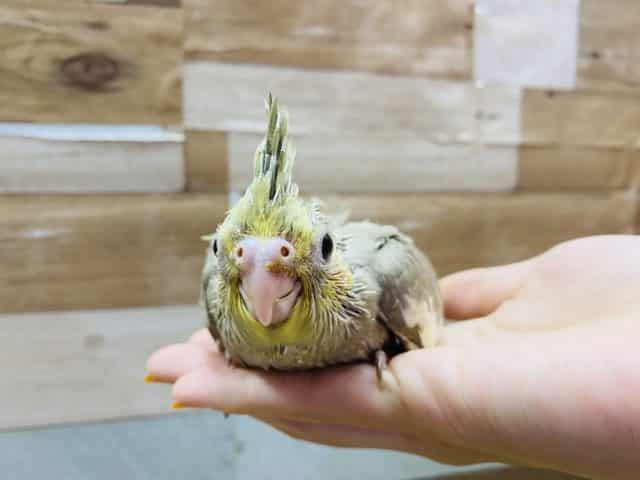 オカメインコ