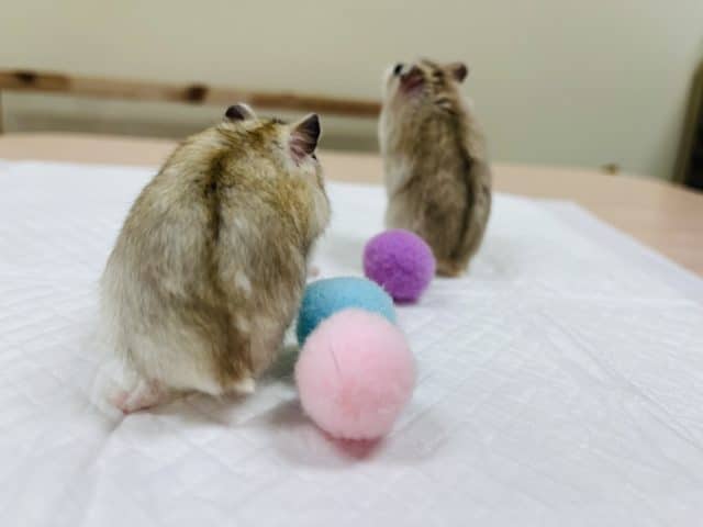 ドワーフハムスターの1種