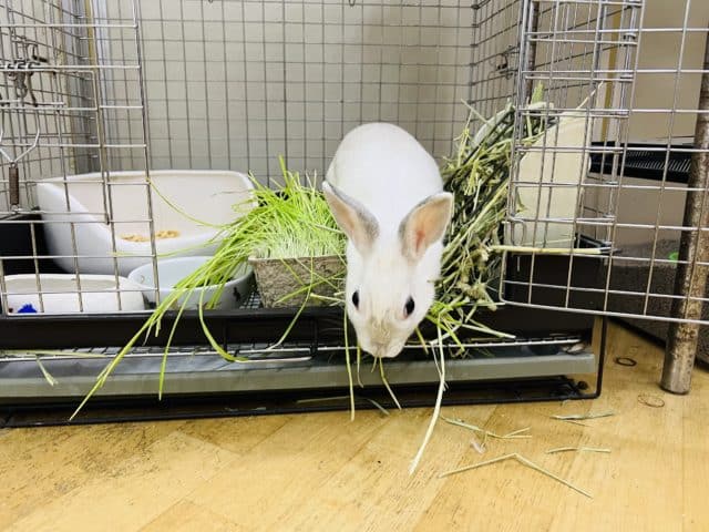 ネザーランドドワーフ