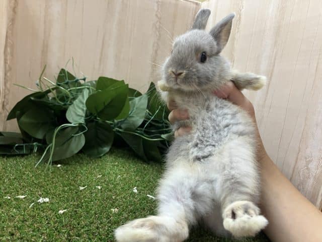 ネザーランドドワーフ