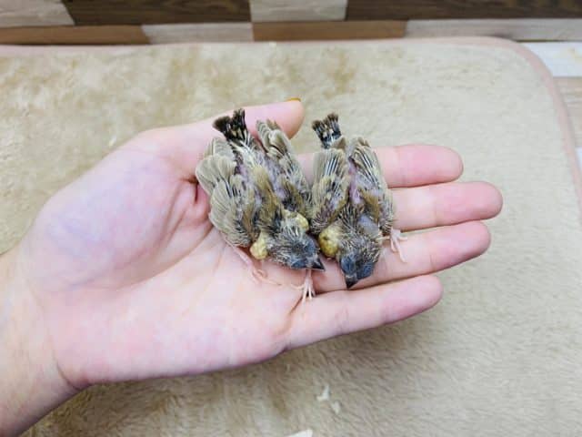 錦花鳥（キンカチョウ）