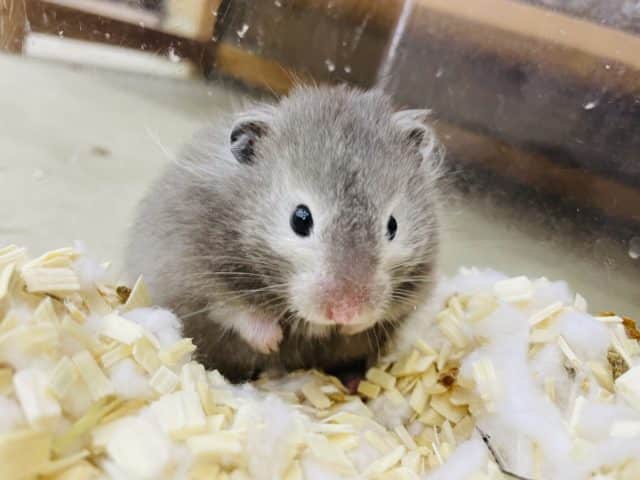 長毛カラーハムスター