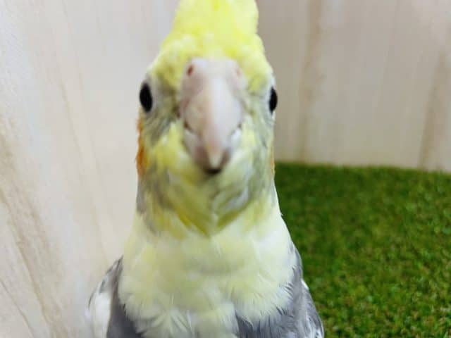 オカメインコ