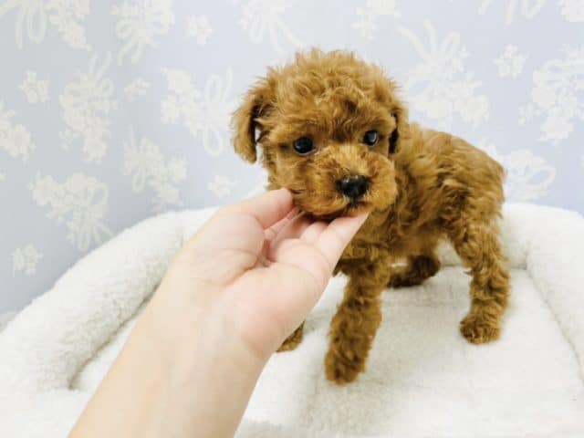 トイプードル