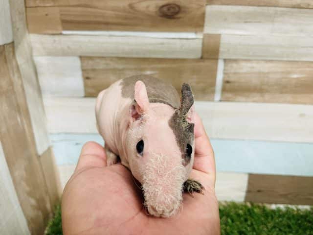 スキニーギニアピッグ