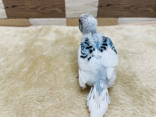 最新動画有り☆白が多めの可愛いヒナさんです!セキセイインコの「ルイちゃん」! セキセイインコ