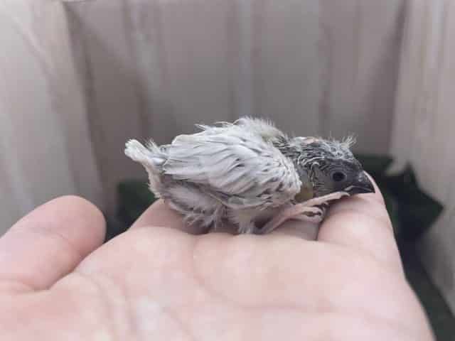 錦花鳥（キンカチョウ）