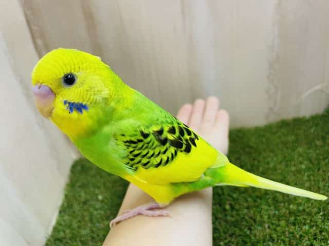 セキセイインコ