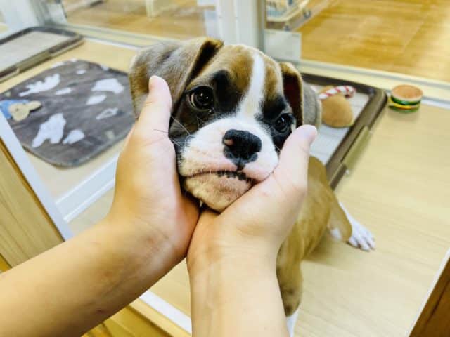 初入舎の構ってよボーイ♥ボクサーくん! ボクサー