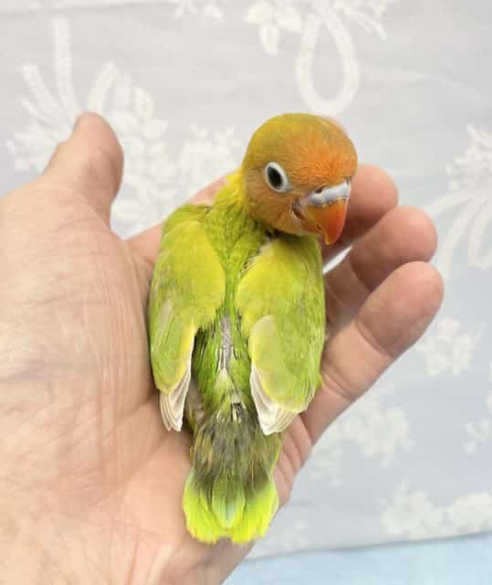 ヤマブキボタンインコ