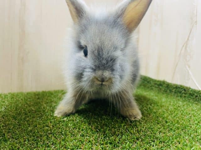 ライオンラビット