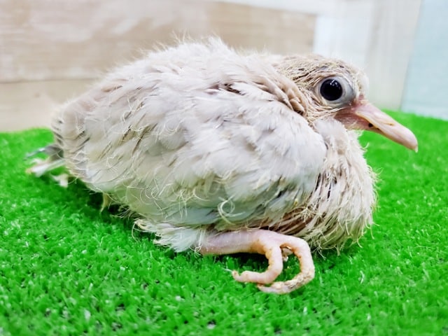 ジュズカケバト