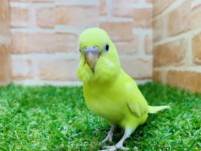 セキセイインコ