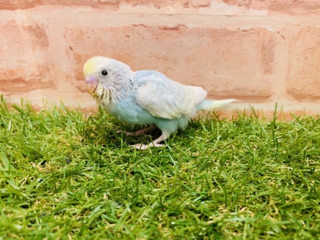 セキセイインコ