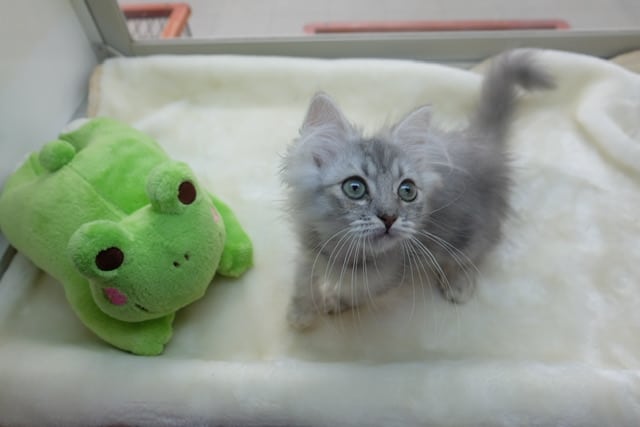 スコティッシュフォールド