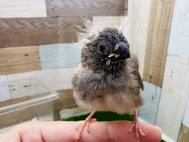 錦花鳥（キンカチョウ）