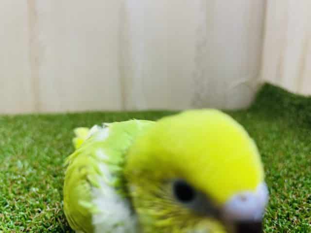 セキセイインコ