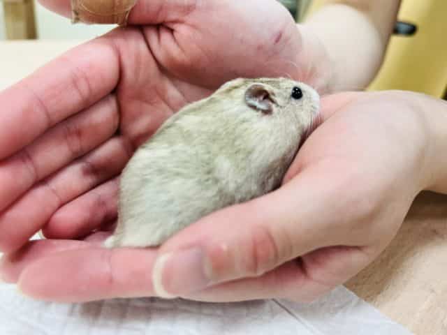 ドワーフハムスターの1種