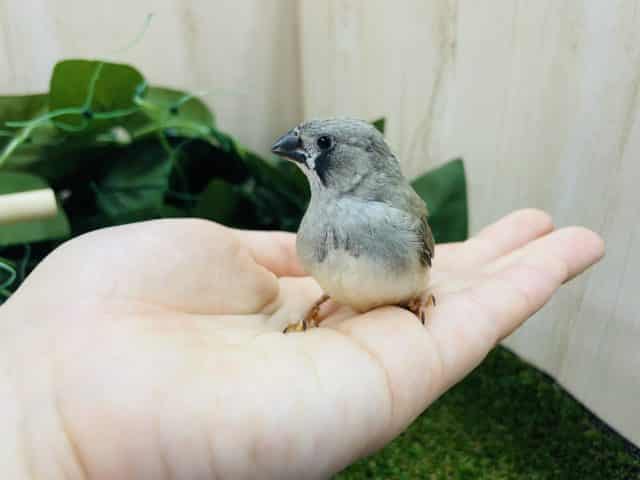 錦花鳥（キンカチョウ）