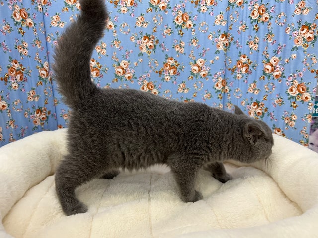 ブリティッシュショートヘア