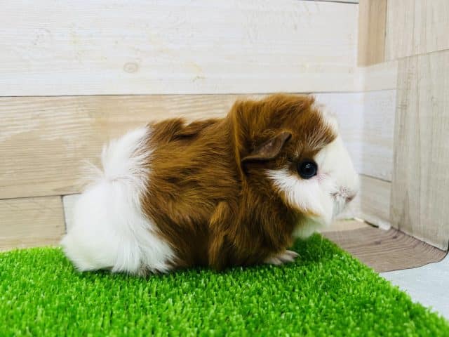 アビシニアンモルモット