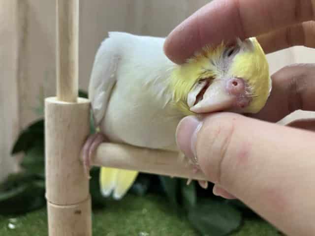 オカメインコ