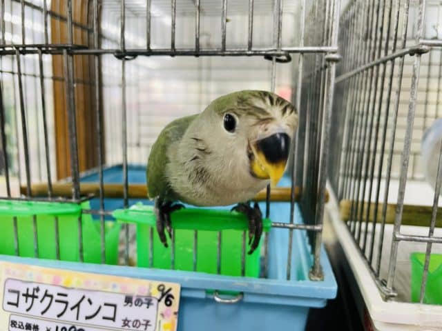 コザクラインコ（小桜インコ）