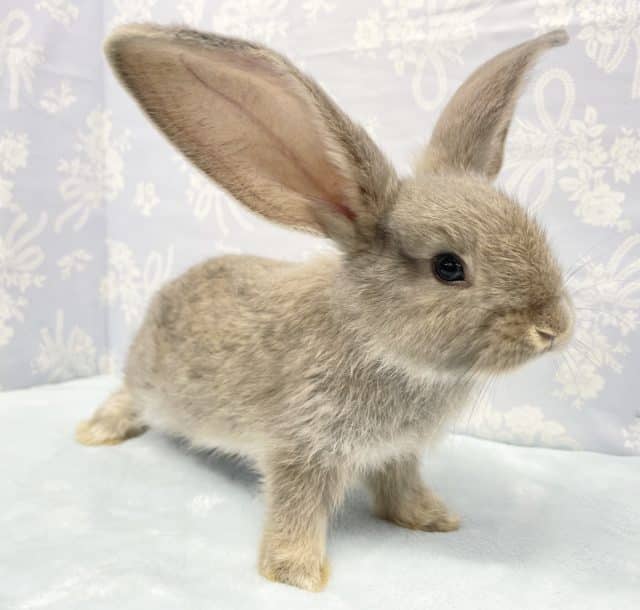 フレミッシュジャイアント