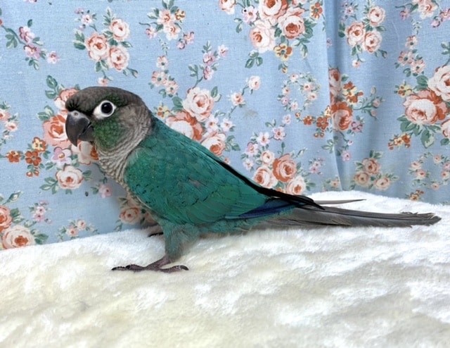 ホオミドリウロコインコ