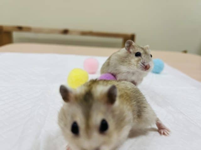ドワーフハムスターの1種