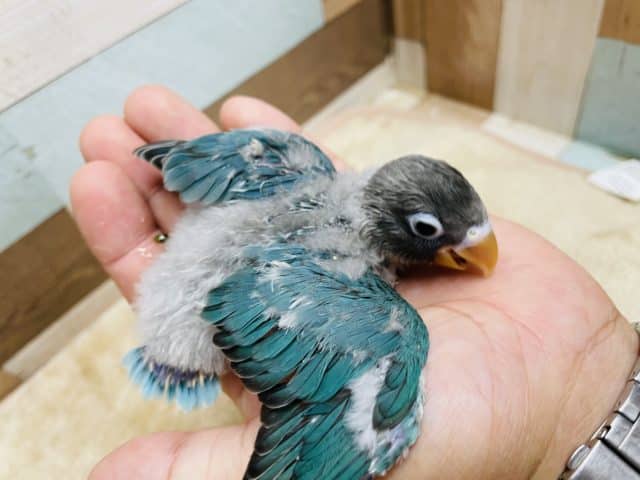 ブルーボタンインコ