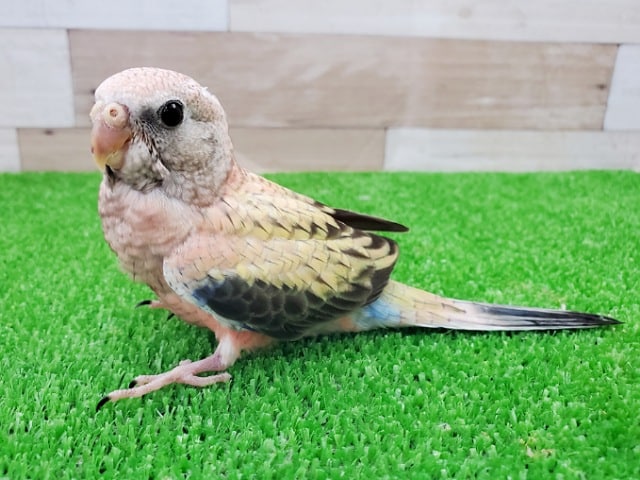 アキクサインコ（秋草インコ）