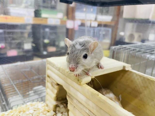 カラージャービル（スナネズミ）