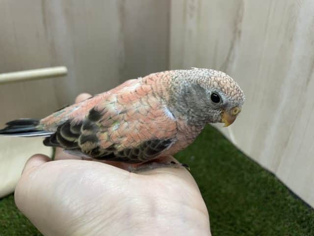 アキクサインコ（秋草インコ）